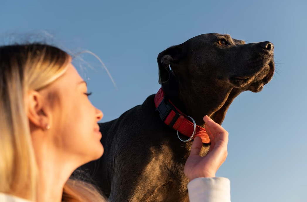 Designing a Pet Tracking PCB: From Initial Concept to Finished Device